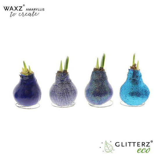 Amaryllis Waxz To Create Bordeaux - 4 Stücke - Ø7 cm - ↕15 cm