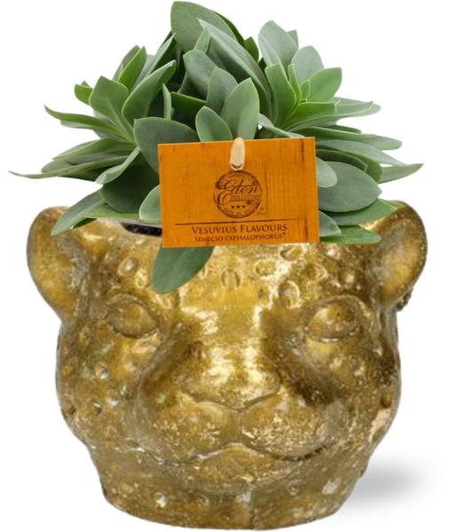Senecio Cephalophorus - Ø10,5cm - ↕15cm + Planter Luipaard D12x9,5cm - Gold