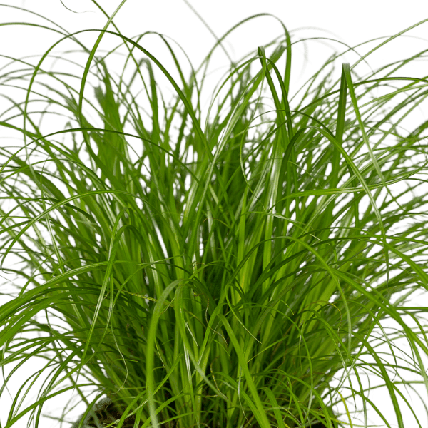 Cyperus Alternifolius (Katzengras) - 2 Stücke - Ø12cm - ↕20cm