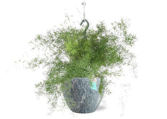Asparagus Sprengeri Hang - Ø17cm - ↕35cm + Doug Pot D18x16cm - Grau Weiß