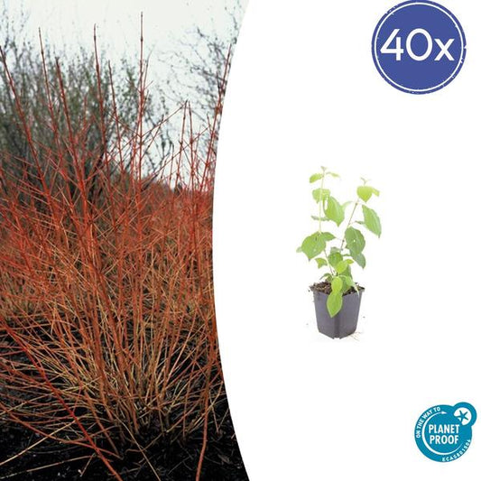 Cornus sang. 'Midwinter Fire' - ↕10-25cm - Ø9cm  - 40x