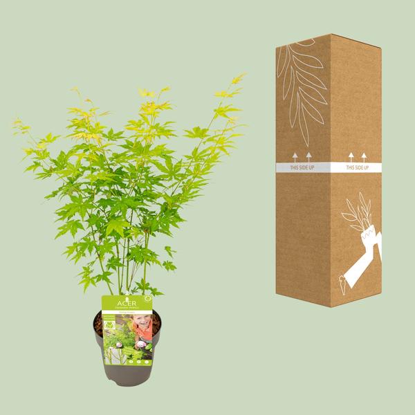 Acer palmatum Going Green - Ø19cm - ↕40cm - Ø15 - ↨30cm