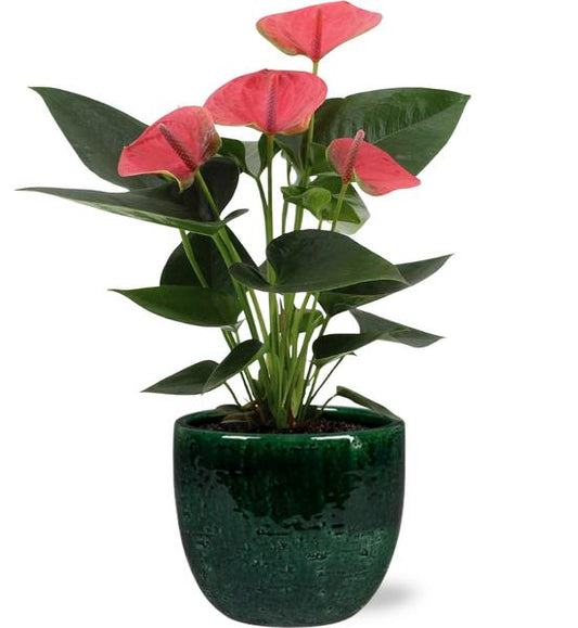 Anthurium Sweet Dream - Ø12cm - ↕36cm + Jolin Pot D14x13cm - Grün