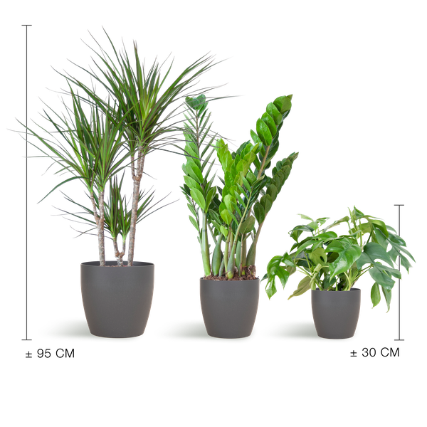 Shade Plant Box – medium – mit Vibers-Topf grau