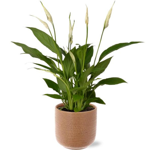 Spathiphyllum Bingo Cupido - Ø12cm - ↕45cm + Aresso Pot D13x12,5cm - Braun