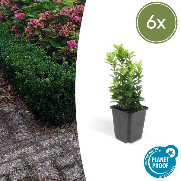 Euonymus jap. Green Spire - ↕10-25cm - Ø9cm - 6x