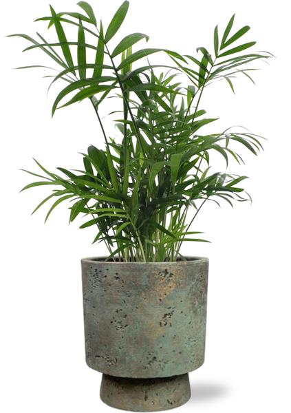 Chamaedorea Elegans - Ø12cm - ↕40cm + Topf - Grün