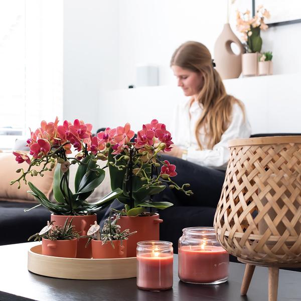 Kolibri Orchids | COMBI DEAL von 2 roten Phalaenopsis Orchideen - Kongo - Topfgröße Ø9cm blühende Zimmerpflanze - frisch vom Züchter