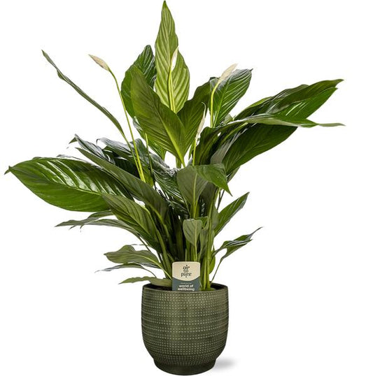 Spathiphyllum Bingo Cupido - Ø19cm - ↕80cm + Lykke Pot D21x20cm - Grün
