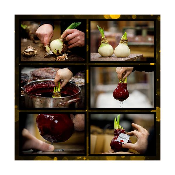 Ohne Wasser Blumen (wax amaryllis)  XMAS Weiß + Rote Blumen