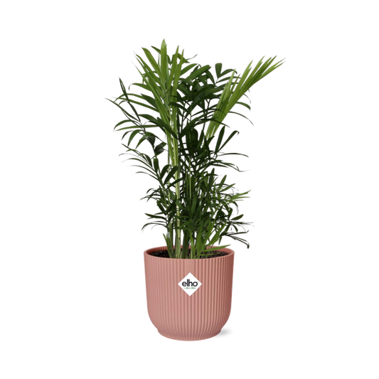 Chamaedorea Elegans in Topf 40cm- 14cm Rosa