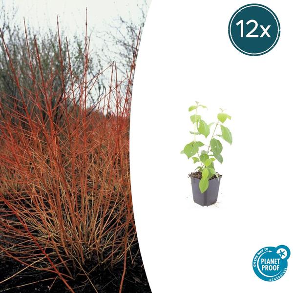 Cornus sang. 'Midwinter Fire' - ↕10-25cm - Ø9cm  - 12x