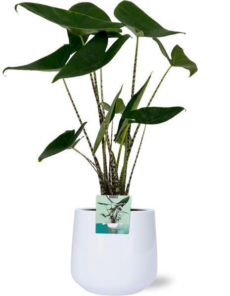 Alocasia Zebrina - Ø19cm - ↕75cm + Puglia Pot D21/23,5x21cm - Weiß