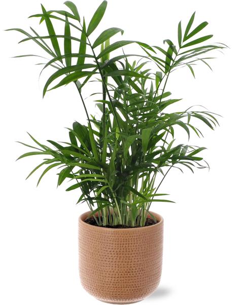 Chamaedorea Elegans - Ø12cm - ↕40cm + Topf - Braun