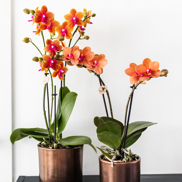 Kolibri Orchids I KOMBI ANGEBOT von 2 duftenden orangefarbenen Phalaenopsis-Orchideen - Topfgröße Ø12cm | blühende Zimmerpflanze - frisch vom Züchter