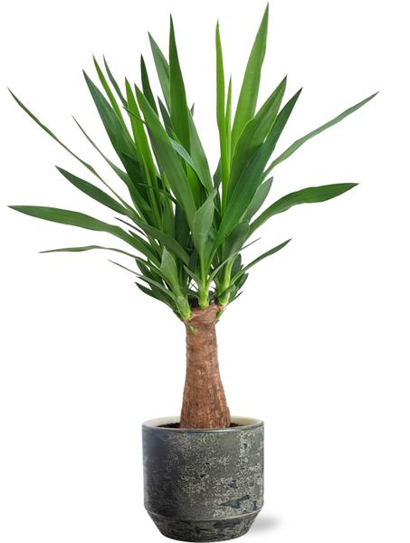 Yucca "Maya Tree" - Ø19cm - ↕80cm + Lars Pot D20x18cm - Grau