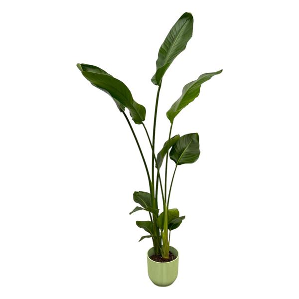 Strelitzia Nicolai mit Topf Grün - 100 cm - Ø18
