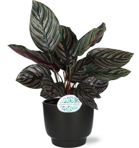 Calathea Ornata - Ø14cm - ↕50cm + Topf - Schwarz