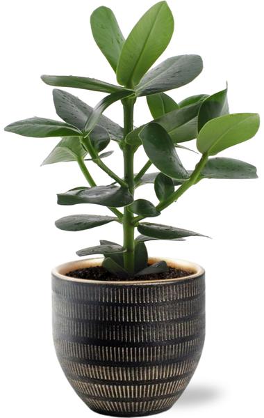 Clusia Rosea Princess - Ø12cm - ↕15cm + Topf - Schwarz