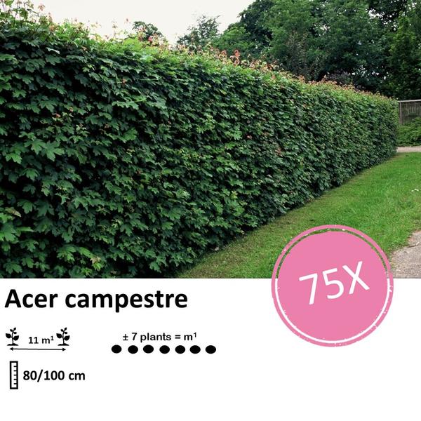 Acer campestre  - Wurzelnakt - 80/100 - 75x