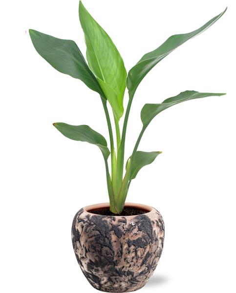 Strelitzia Reginae - Ø12cm - ↕35cm + Doug Pot D14x13cm - Schwarz Beige