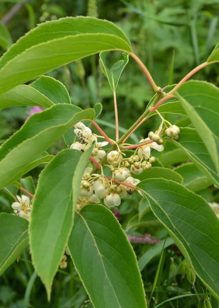 3x - Actinidia arguta 'Issai' - ↨45cm - Ø13
