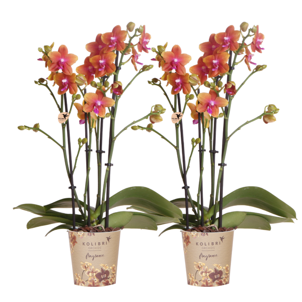 Kolibri Orchids I KOMBI ANGEBOT von 2 duftenden orangefarbenen Phalaenopsis-Orchideen - Topfgröße Ø12cm | blühende Zimmerpflanze - frisch vom Züchter