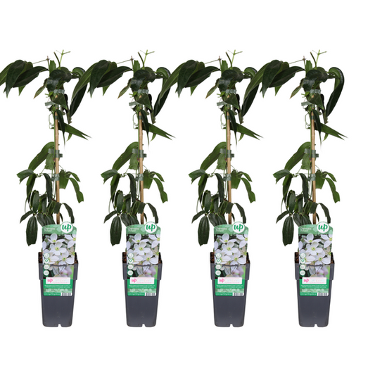 Clematis armandii - 4 Stücke - Ø15cm - ↕65cm