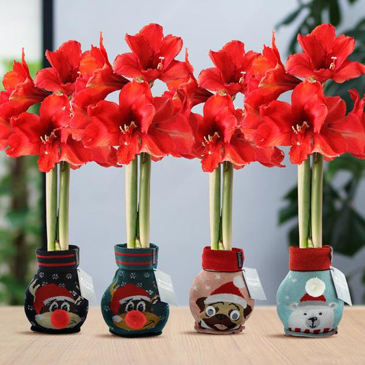 Ohne Wasser Blumen (wax amaryllis)  XMAS Farben mix - 4er set + Rote Blumen