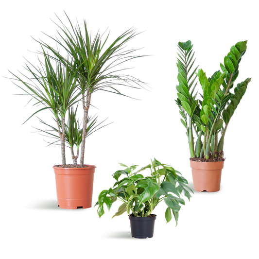 Shade Plant Box - medium - ohne Dekotopf