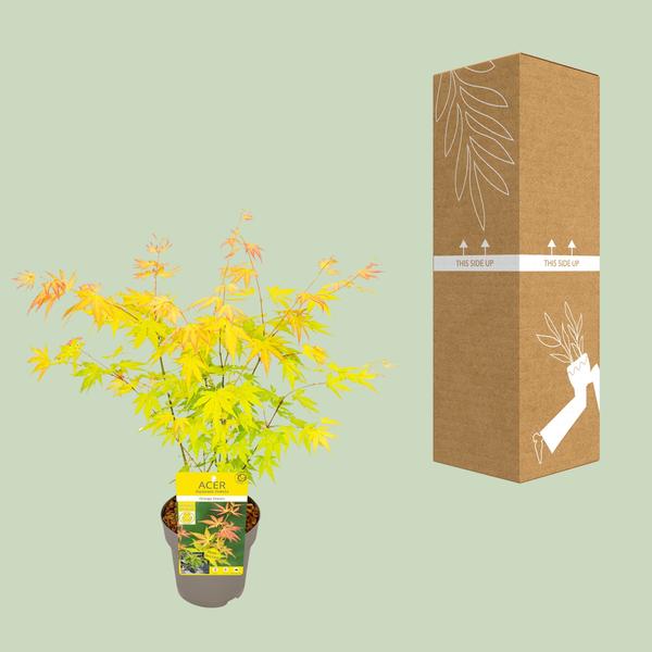 Acer palmatum Orange Dream - Ø19cm - ↕40cm - Ø15 - ↨30cm