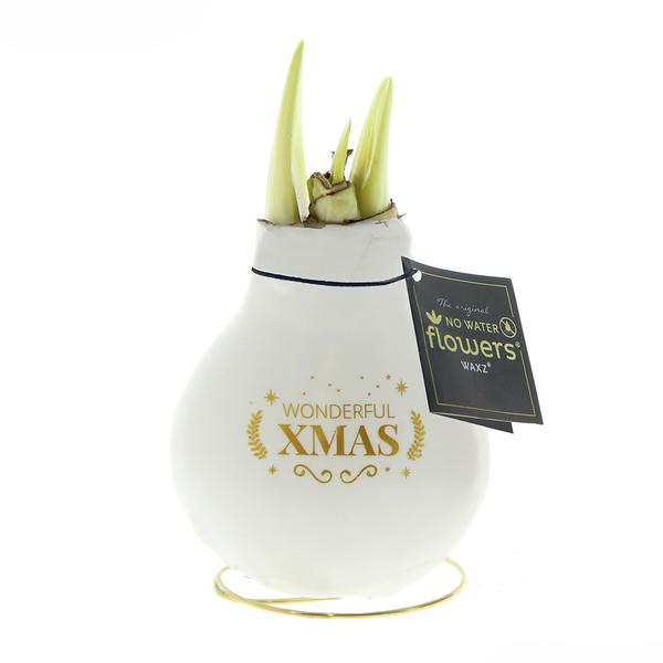 Ohne Wasser Blumen (wax amaryllis)  XMAS Weiß + Rote Blumen