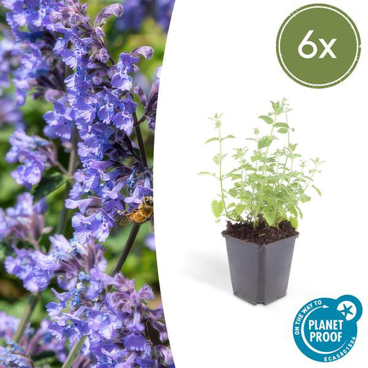 Nepeta 'Six Hills Giant' - ↕25cm - Ø9cm - 6x 6x