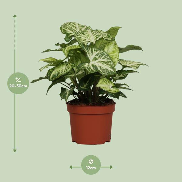 Syngonium Arrow - Ø12cm - ↕25cm