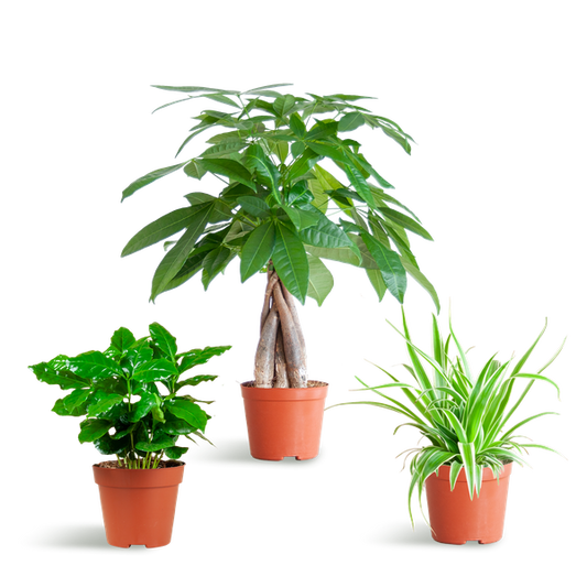 Tierfreundliche Plant Box - klein - ohne Dekotopf - Ø12