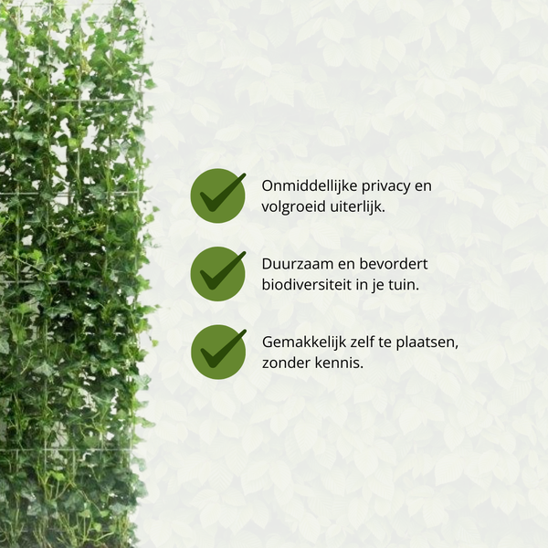 Hedera Hibernica - Efeu - Fertighecke - ↨150 cm