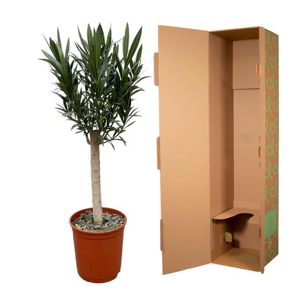 Nerium Oleander aus Stiel mir rose Blüte - 110cm - Ø22