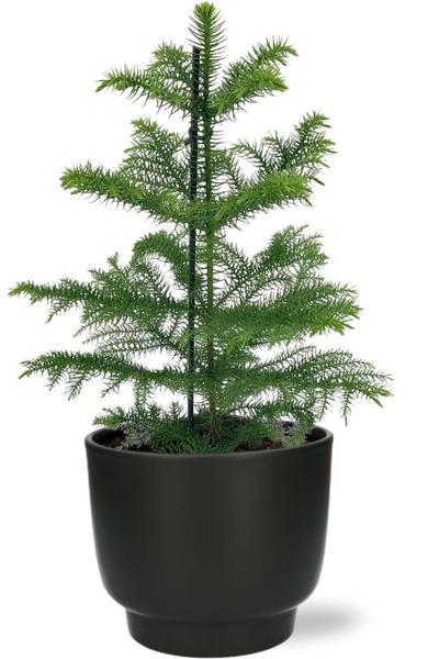Araucaria Heterophylla - Ø14cm - ↕40cm + Potenza Pot D15x13cm - Schwarz