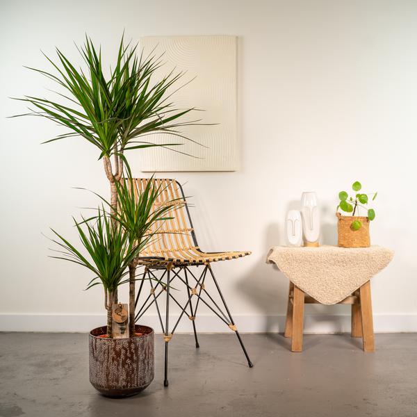 Dracaena mit Topf - ↨120cm - Ø21cm
