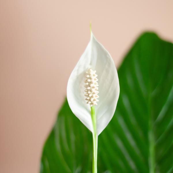 Spathiphyllum mit Viber grau – 80 cm – Ø21