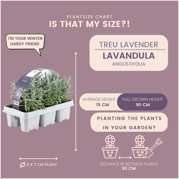 6x - Lavendel angustifolia - Ø7 cm - ↕25 cm