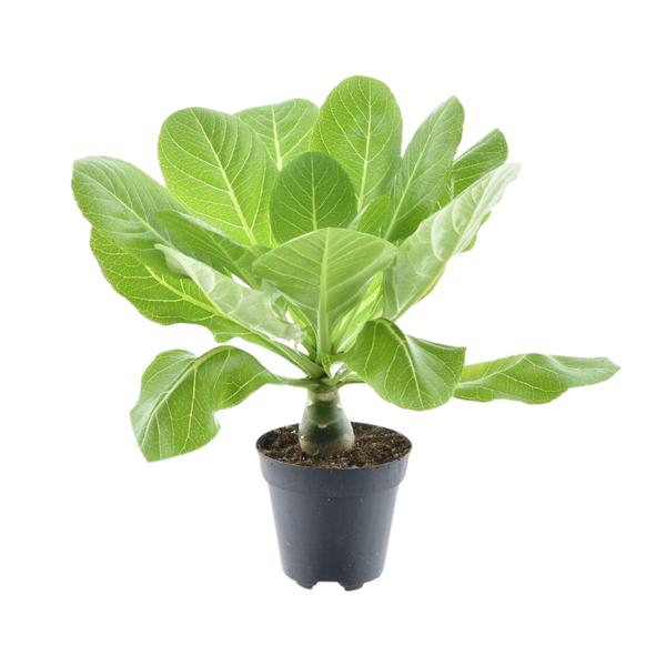 Brighamia Insignis 'Hawaii Palm'  - Ø12cm - ↕37cm