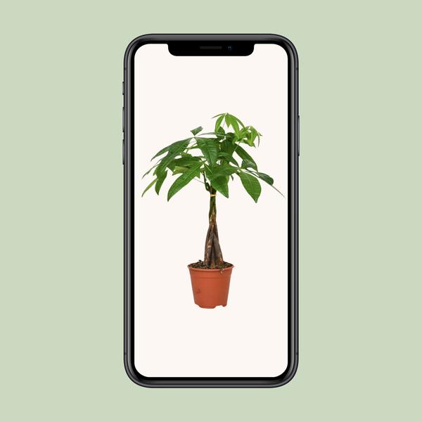 Pachira Aquatica - Geldbaum - Ø14cm - ↕50cm - Ø14 - ↨50cm