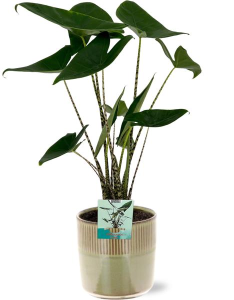 Alocasia Zebrina - Ø19cm - ↕75cm + Terni Pot D20x20cm - Grün