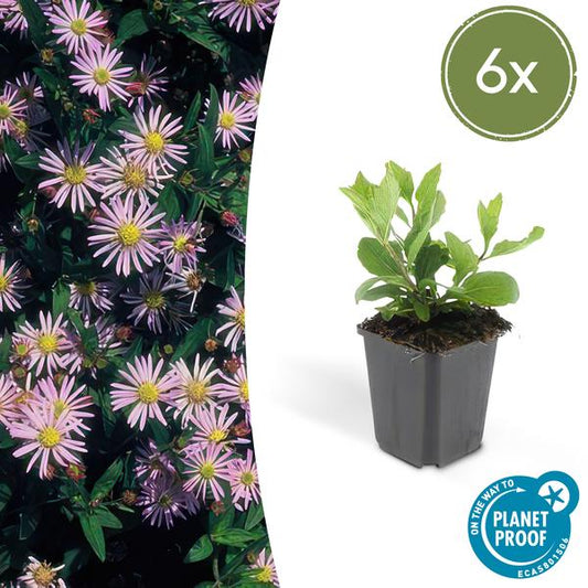 Aster ageratoides 'Asran' - ↕25cm - Ø9cm -  - 6x