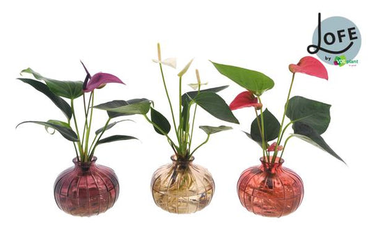 Anthurium Mix in Nela 3 Farben - 3 Stücke - Ø12cm - ↕30cm