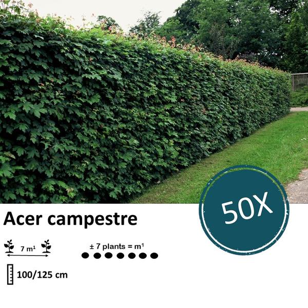 Acer campestre  - Wurzelnakt - 100/125 - 50x