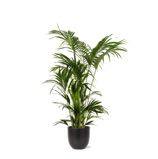 Kentia Palm Ø27cm ↕160cm in Boule ANTRACIET pot