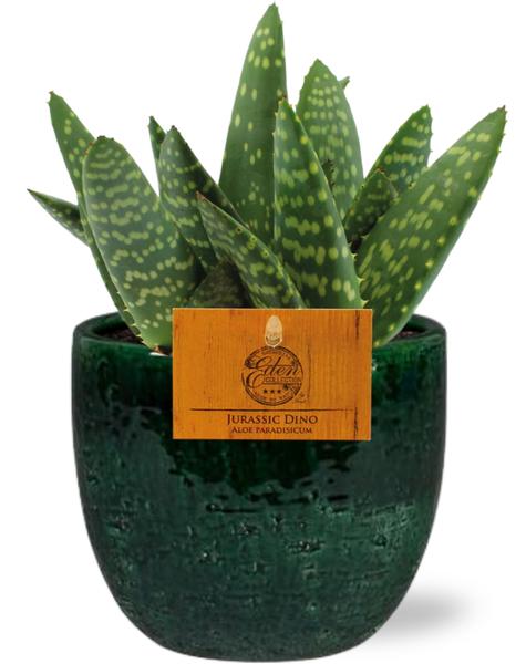 Aloe Paradisicum - Ø10,5cm - ↕15cm + Jolin Pot D11x12cm - Grün