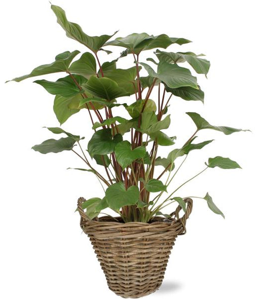 Homalomena Rubescens Maggy - Ø24cm - ↕90cm + Topf+Griff + D25x19cm